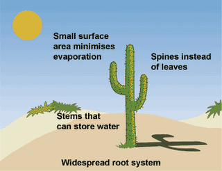 Adaptive features of desert plants and animals